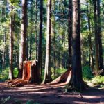 Pacific Spirit Regional Park