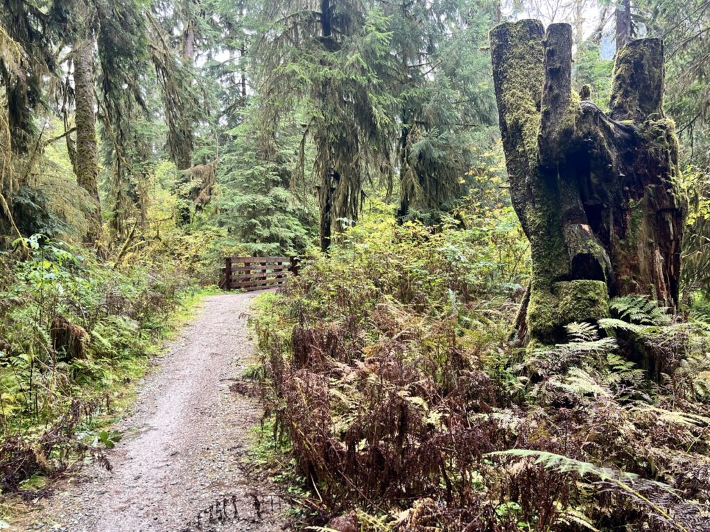 Narrow dirt singletrack on Coho Trail surrounded by mossy trees