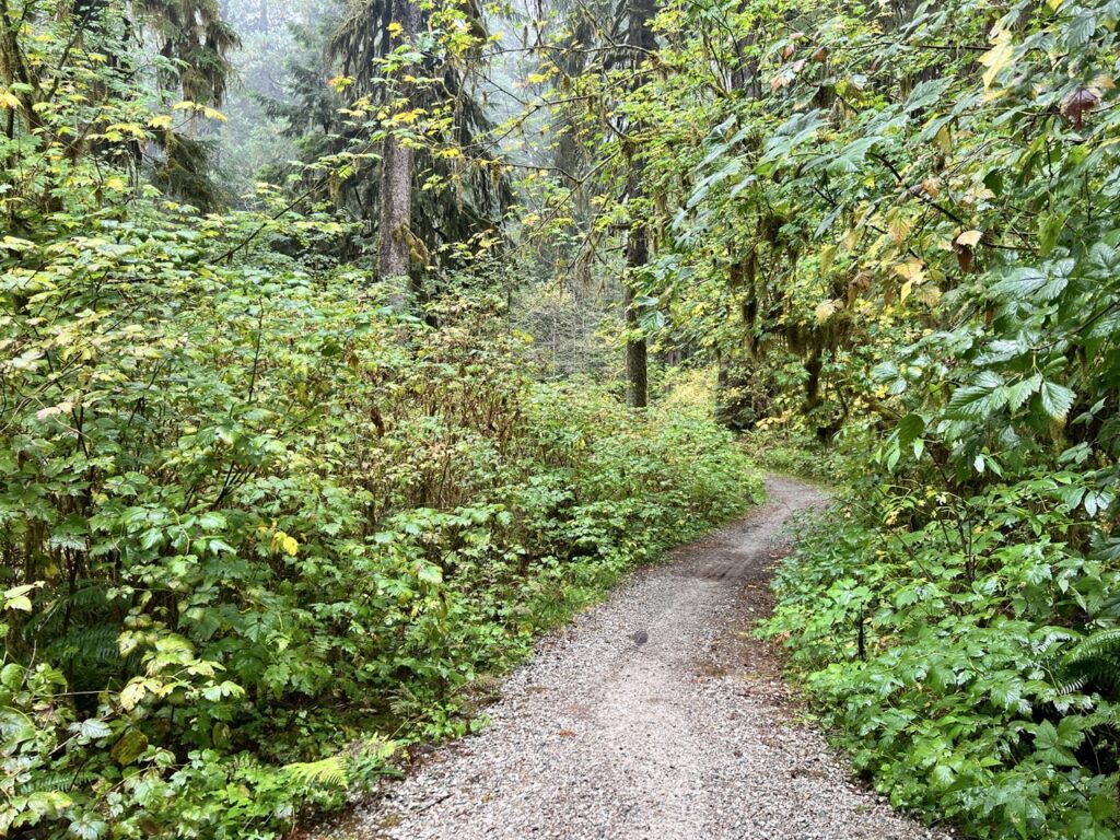 Cycling on Coho Trail in LSCR with dense green forest