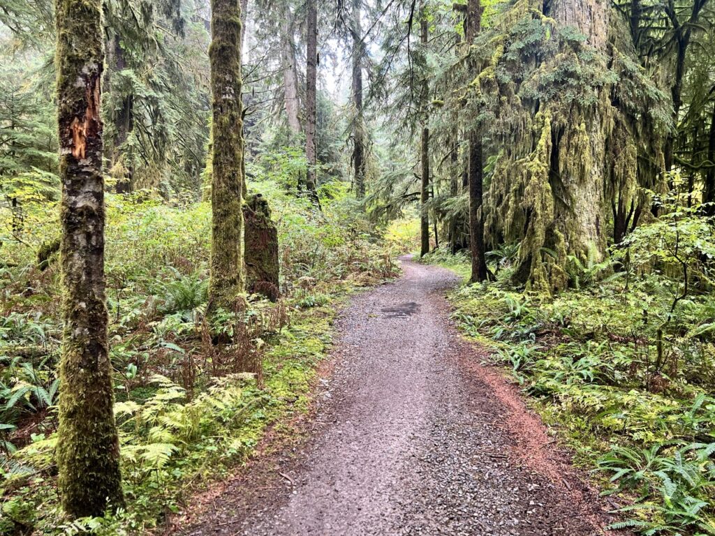 Wooden bridge crossing along Coho Trail in Seymour Valley