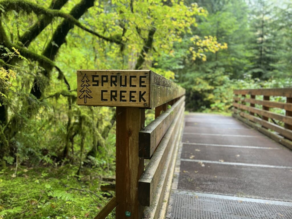 Trailside ferns and river views along Coho Trail