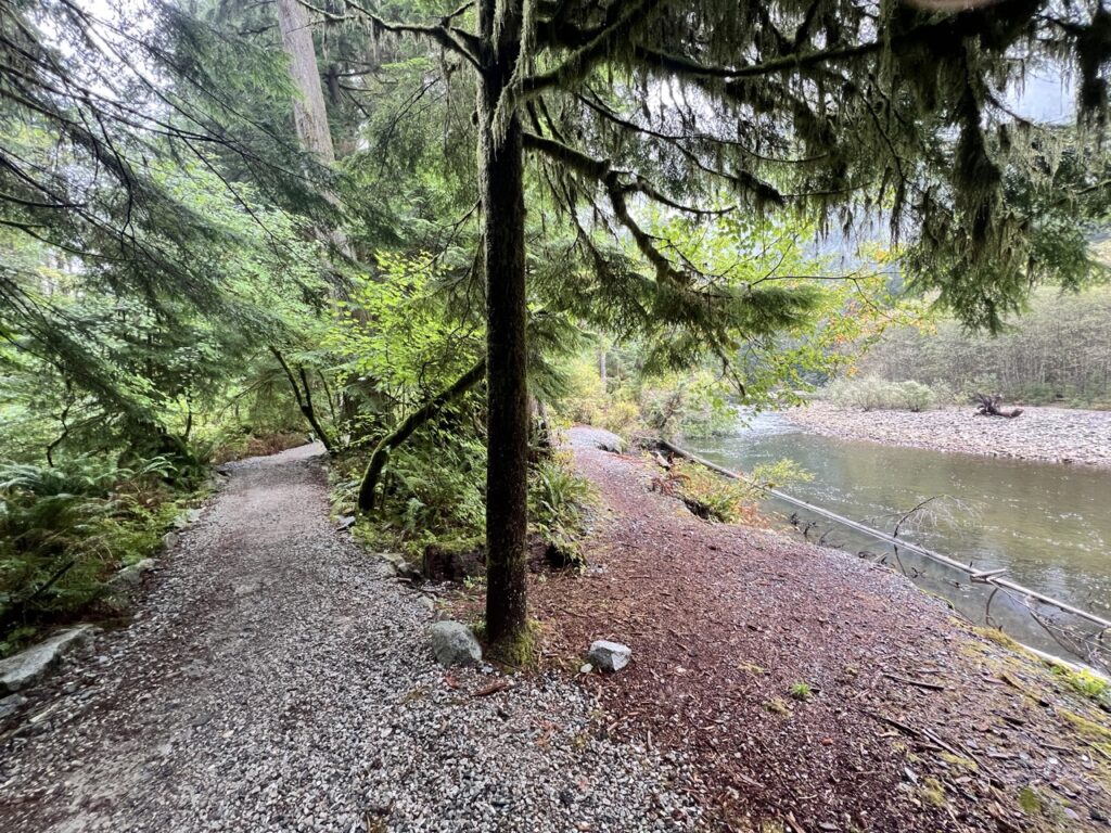 Forest canopy above Coho Trail with sunlight streaming through