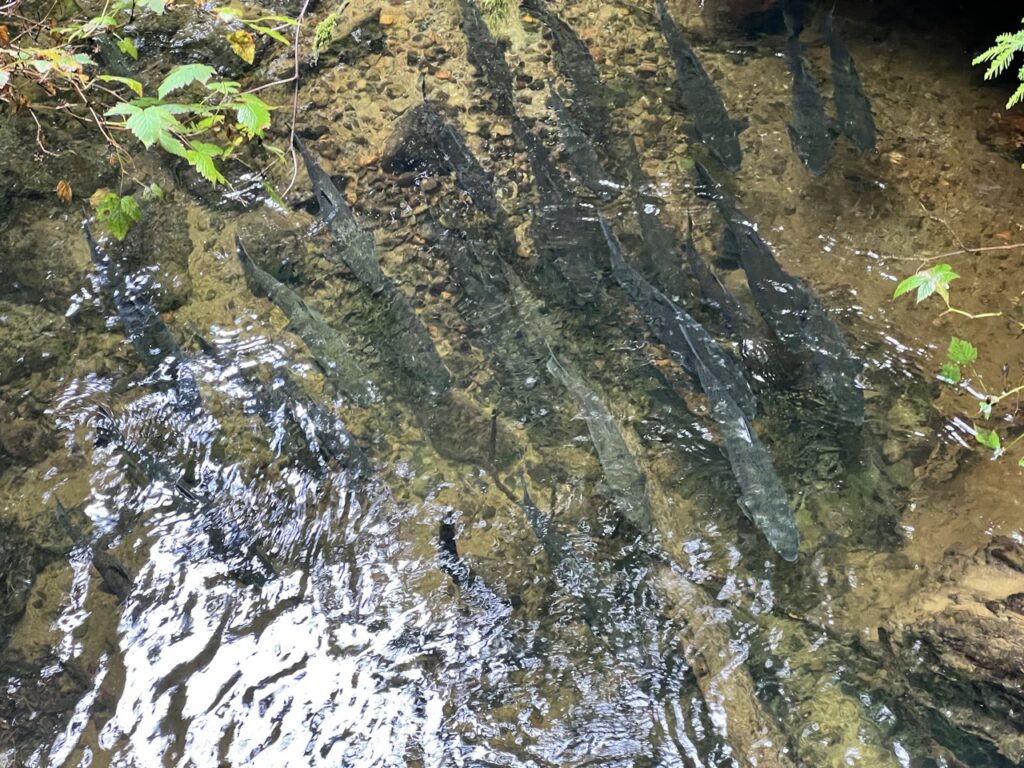 Hundreds of salmon visible in a creek along Seymour River