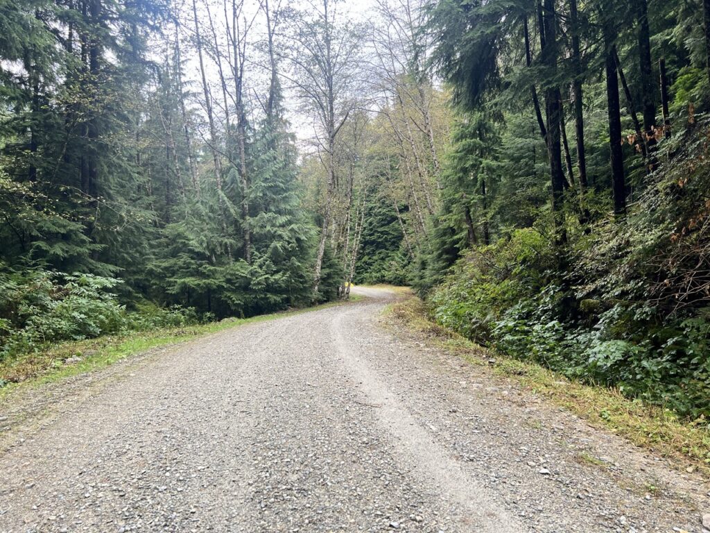 Remote gravel road cutting through dense forest on Spur 4