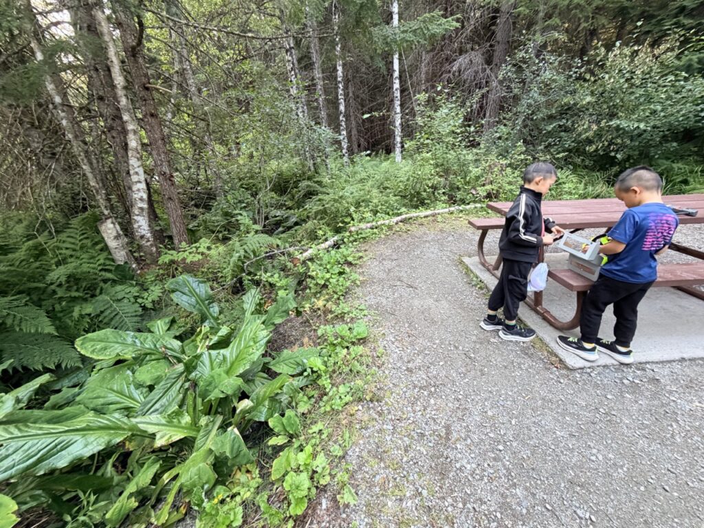 Skunk cabbage growing beside our campsite at Birkenhead Lake